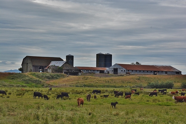 sprawling farm